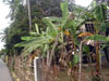 Click For Enlargement