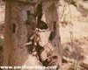 Click For Enlargement
