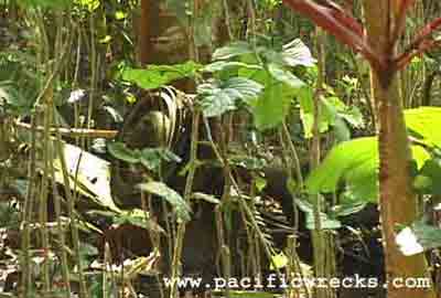 PacificWrecks.com