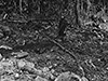 Click For Enlargement