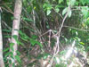 Click For Enlargement
