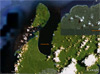 Click For Enlargement