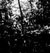 Click For Enlargement