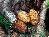 Click For Enlargement