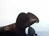 Click For Enlargement