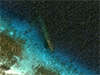 Click For Enlargement