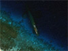 Click For Enlargement