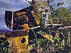 Click For Enlargement