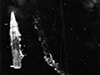 Click For Enlargement