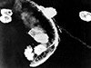 Click For Enlargement
