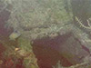 Click For Enlargement