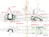 Click For Enlargement