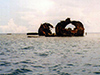 Click For Enlargement