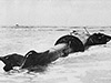 PacificWrecks.com