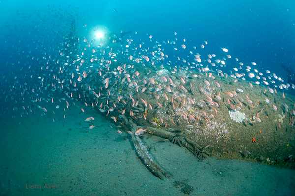 PacificWrecks.com